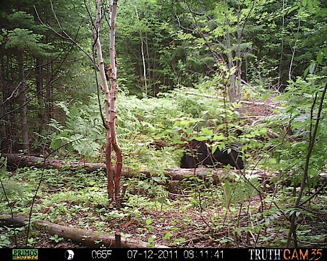 Maine black bear