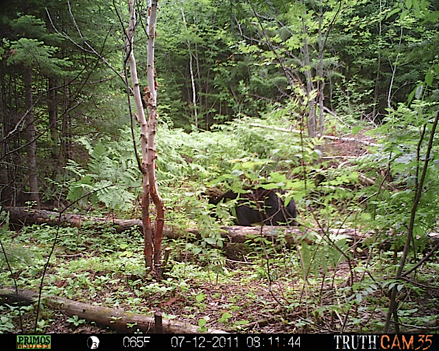 Maine black bear