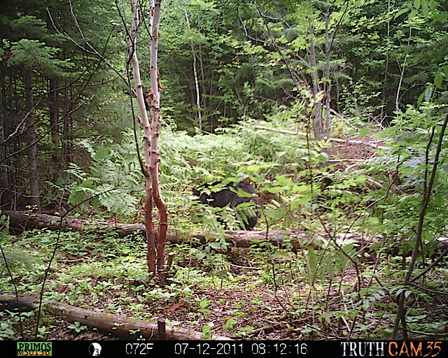 Maine black bear