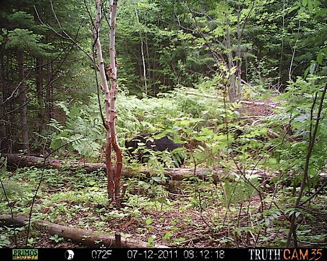 Maine black bear