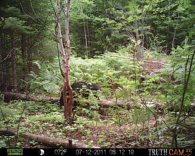 Maine black bear