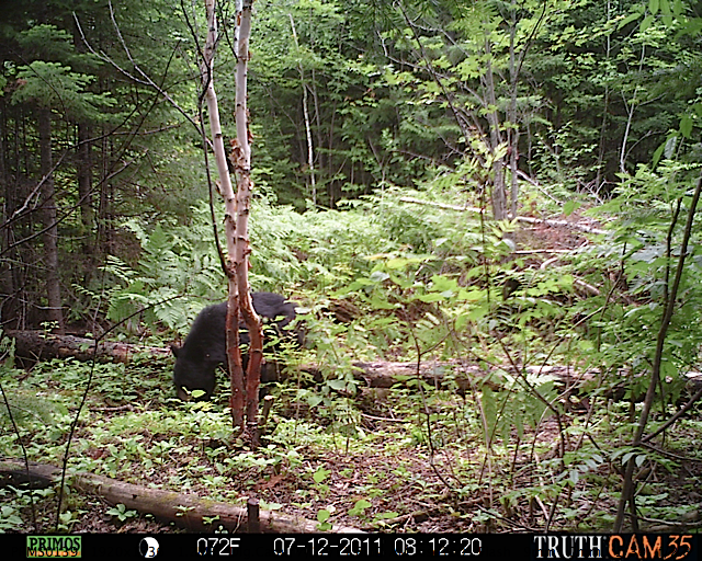 Maine black bear