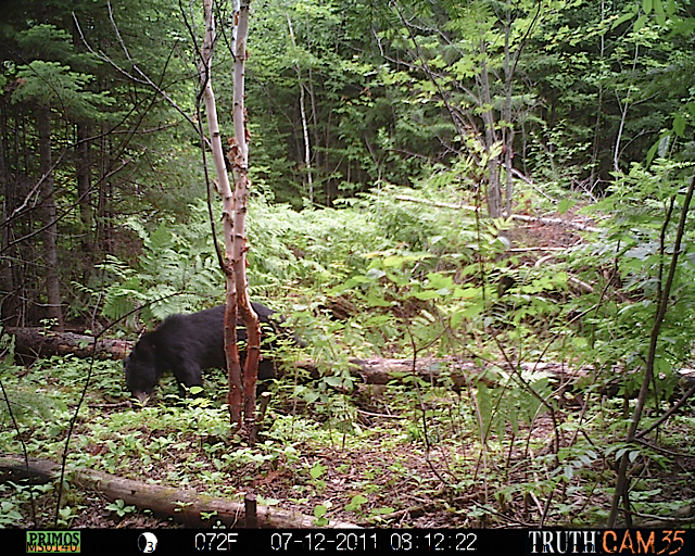 Maine black bear