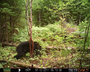 Maine black bear