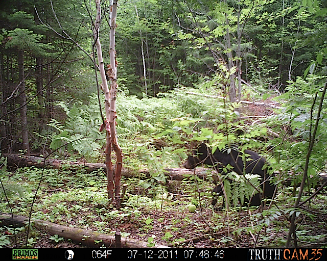 Maine black bear