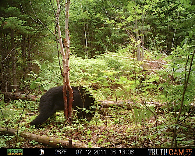 Maine black bear