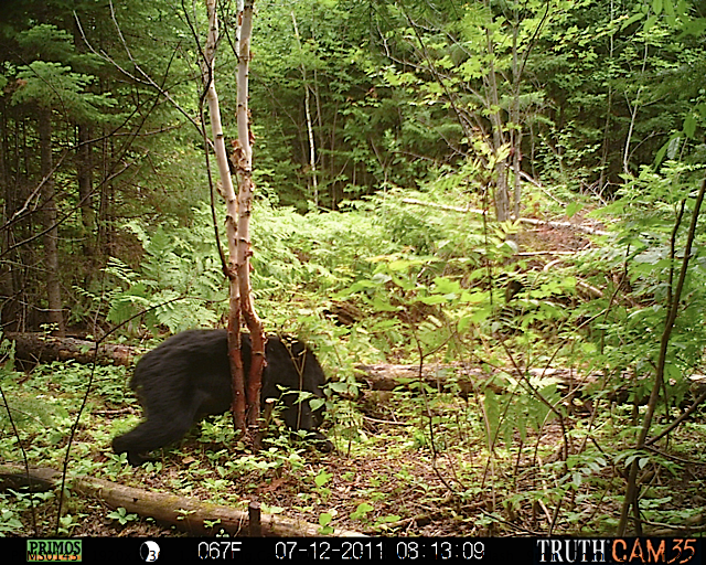 Maine black bear