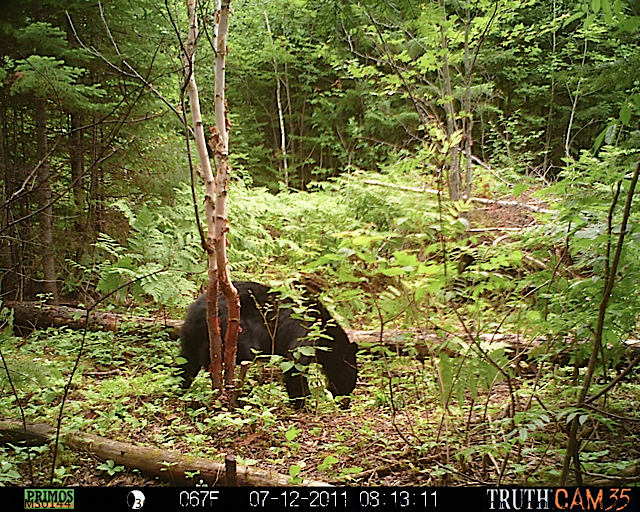 Maine black bear