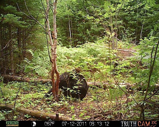 Maine black bear