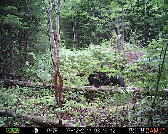 Maine black bear