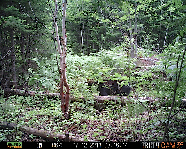 Maine black bear