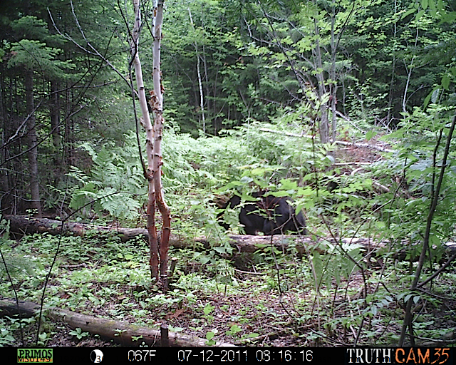 Maine black bear