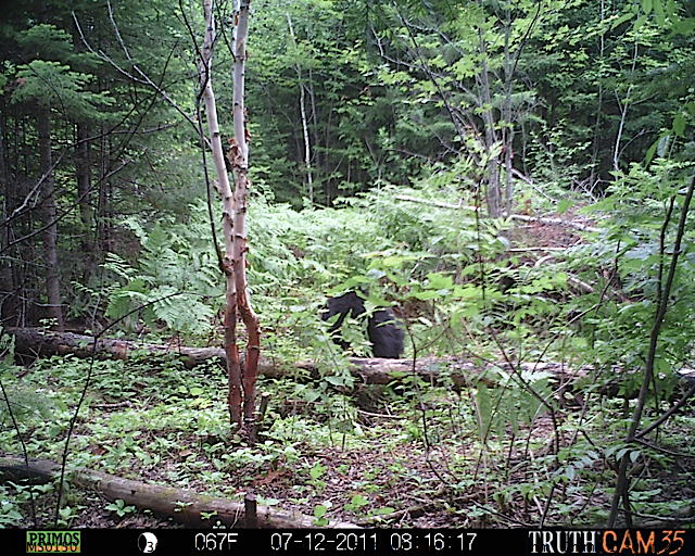 Maine black bear