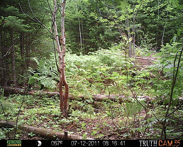 Maine black bear