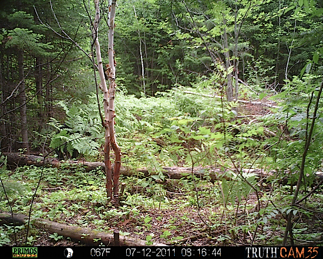 Maine black bear