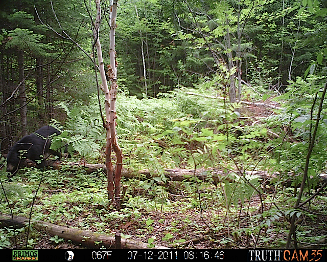 Maine black bear