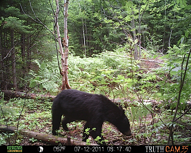 Maine black bear