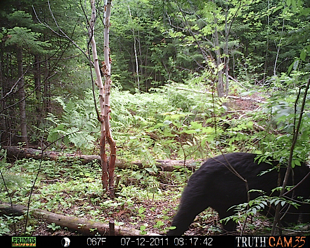 Maine black bear