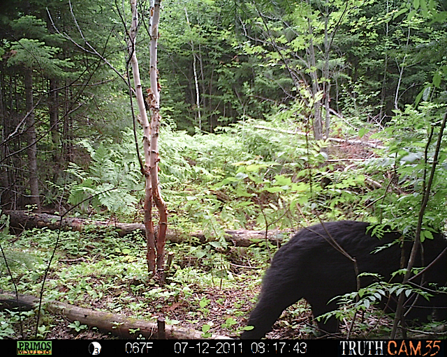 Maine black bear