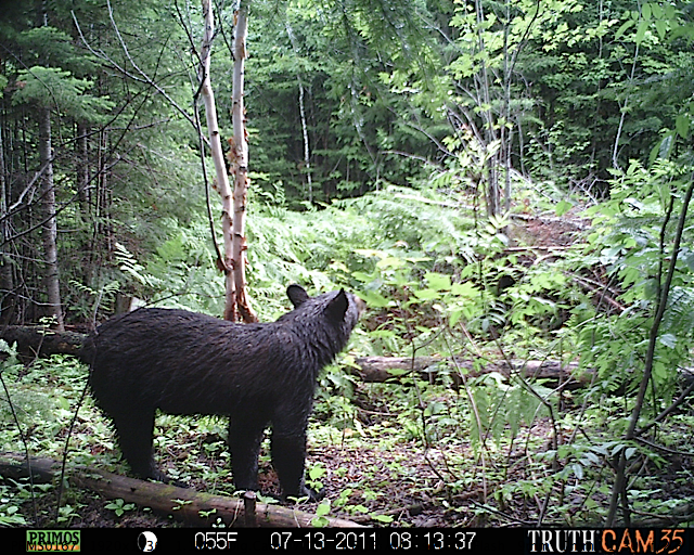 Maine black bear