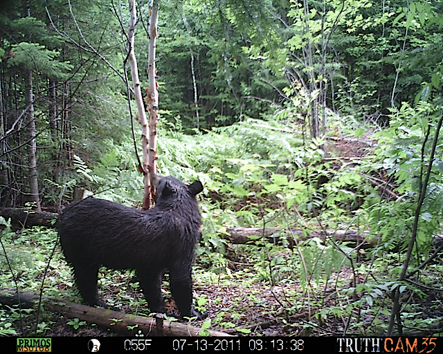 Maine black bear