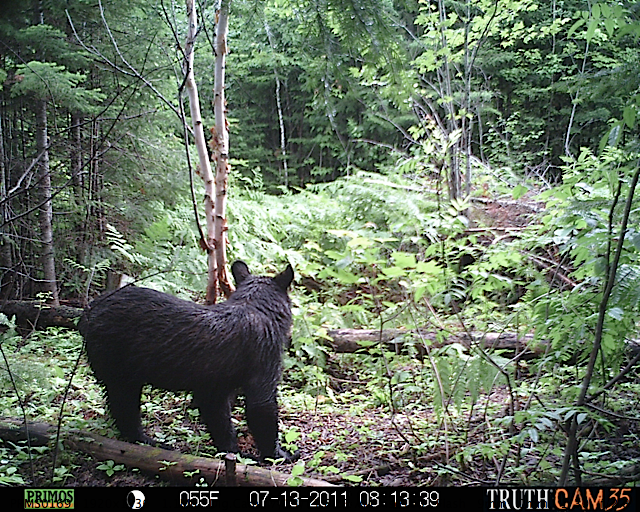 Maine black bear