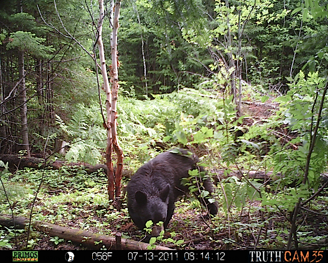 Maine black bear