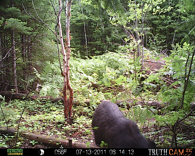 Maine black bear