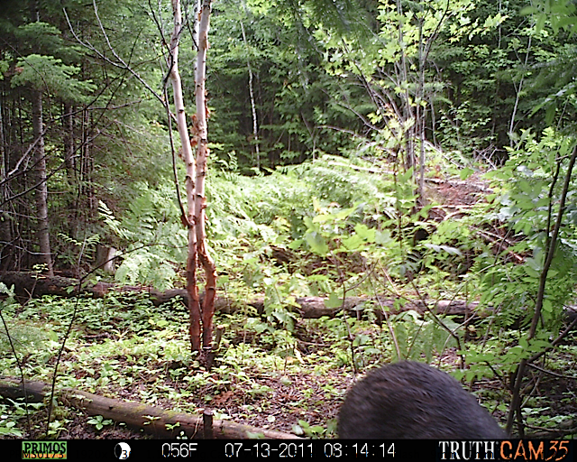 Maine black bear