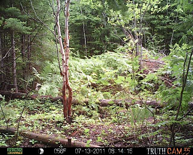 Maine black bear