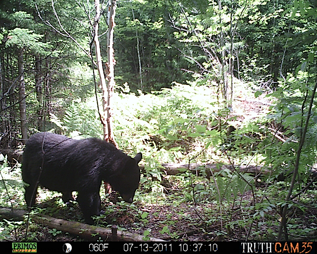 Maine black bear