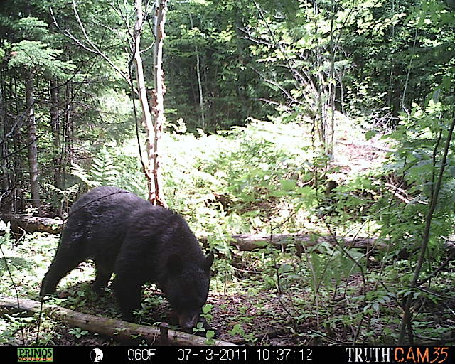 Maine black bear