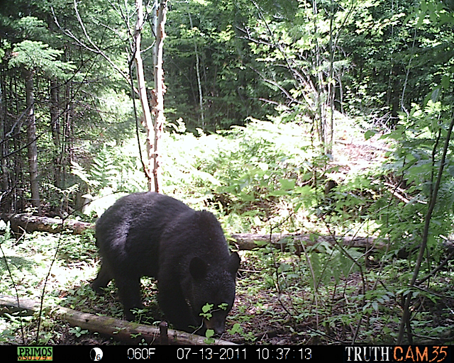 Maine black bear