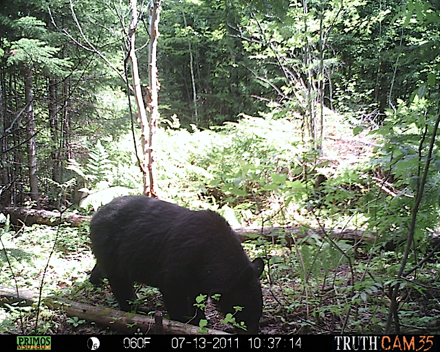 Maine black bear