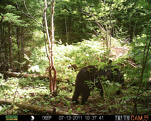 Maine black bear