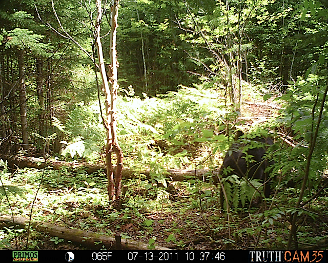 Maine black bear