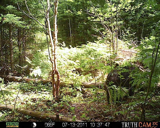 Maine black bear