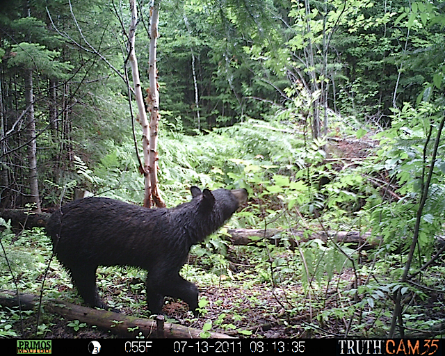 Maine black bear