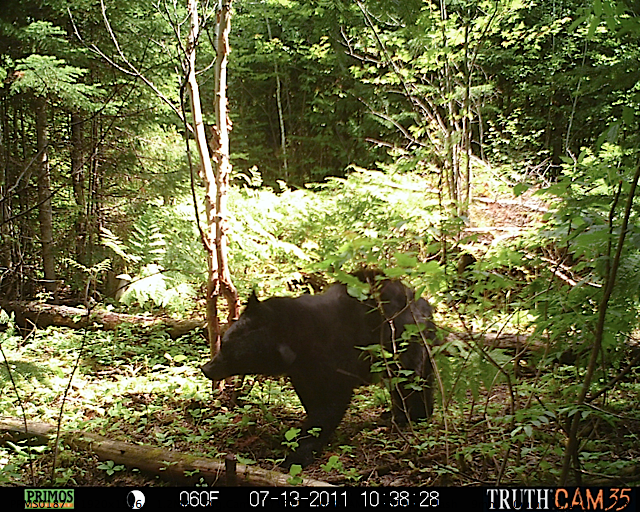 Maine black bear