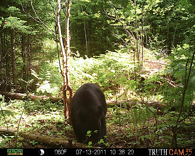 Maine black bear