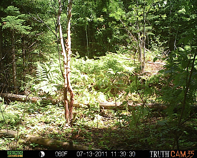 Maine black bear