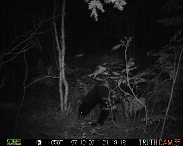 Maine black bear