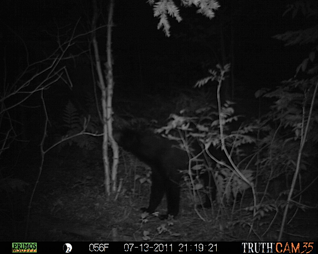 Maine black bear