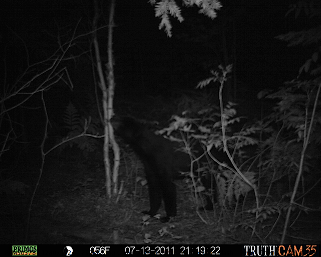 Maine black bear