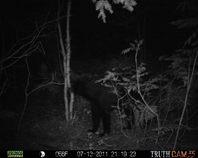 Maine black bear