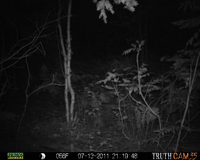 Maine black bear