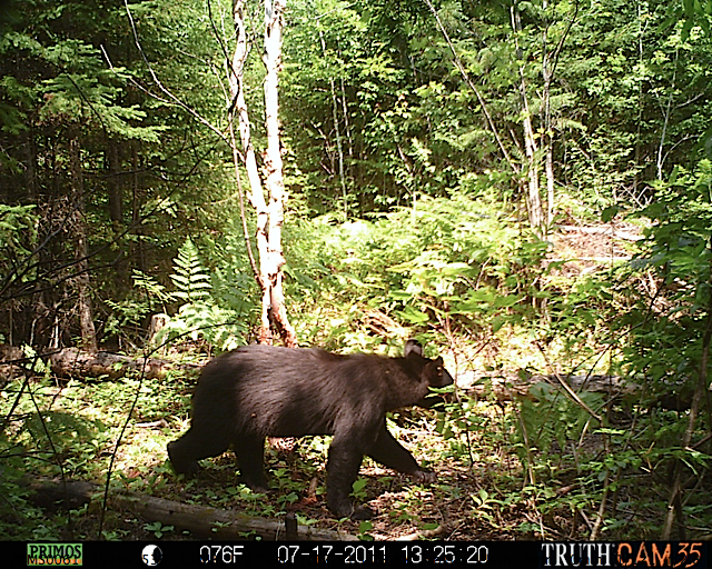 Maine black bear