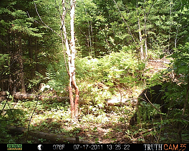 Maine black bear