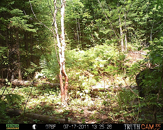 Maine black bear