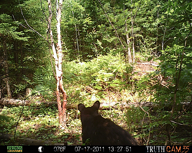 Maine black bear